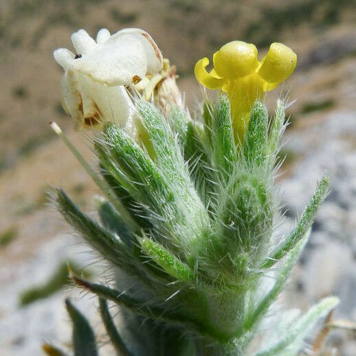 Cryptantha confertiflora Floro
