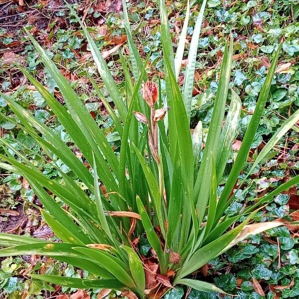 Iris foetidissima ᱛᱟᱦᱮᱸ