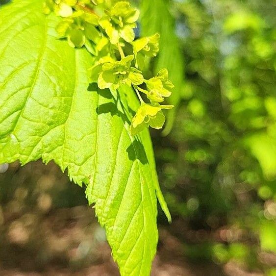 Acer pensylvanicum Flor