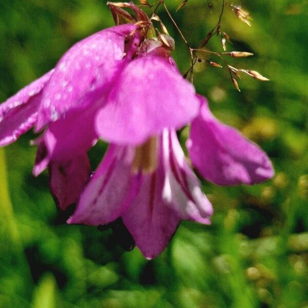 Gladiolus imbricatus പുഷ്പം