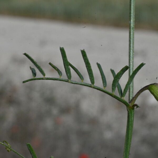 Vicia peregrina Folla