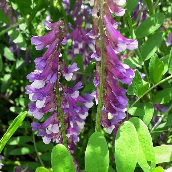 Vicia villosa 花