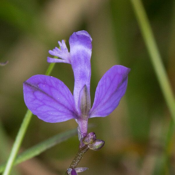 Polygala vulgaris Blodyn