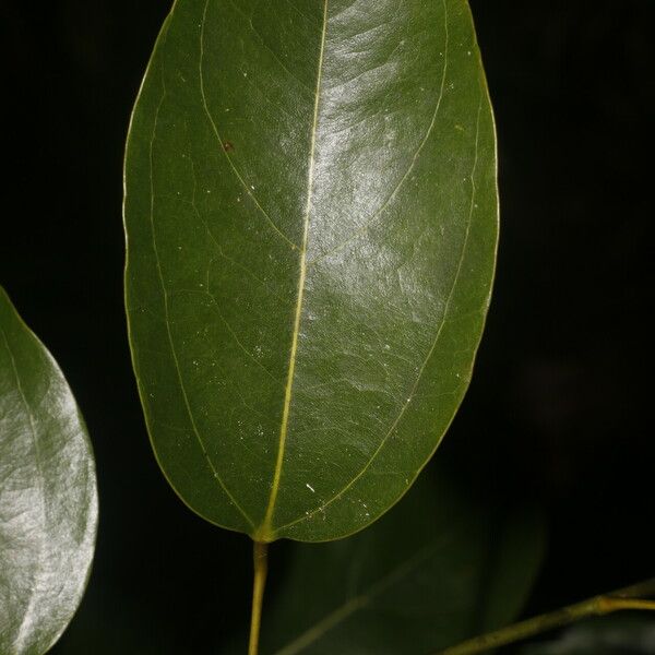 Anomospermum reticulatum पत्ता