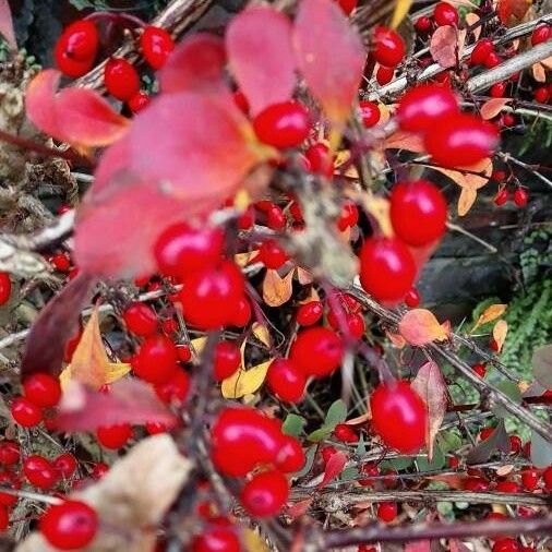 Berberis thunbergii Φρούτο