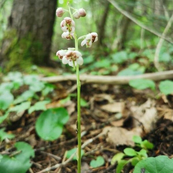 Pyrola asarifolia Fiore