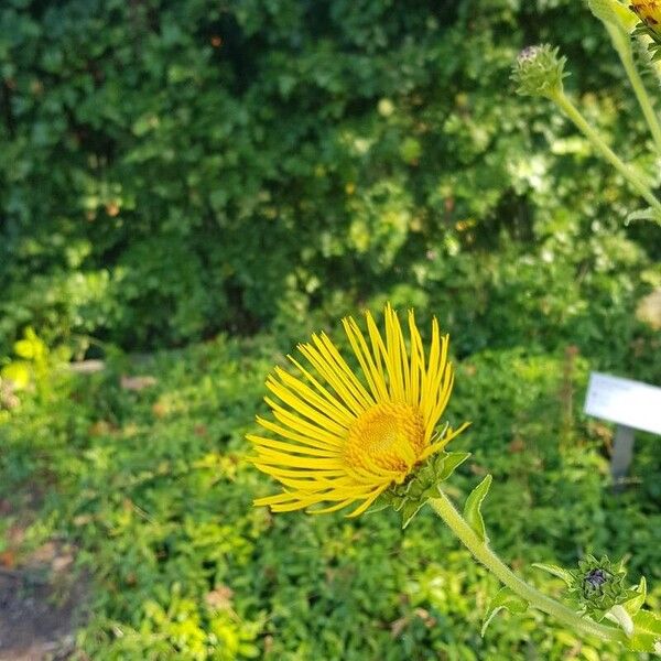 Inula helenium Květ