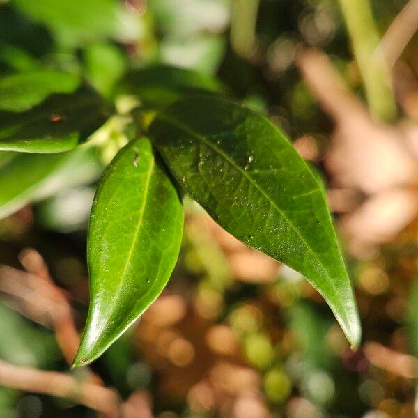 Sarcococca confusa Levél