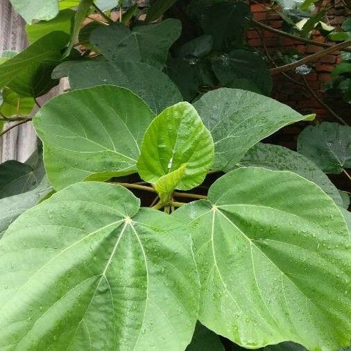 Ficus auriculata List