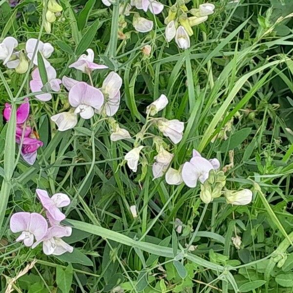 Lathyrus odoratus Lorea