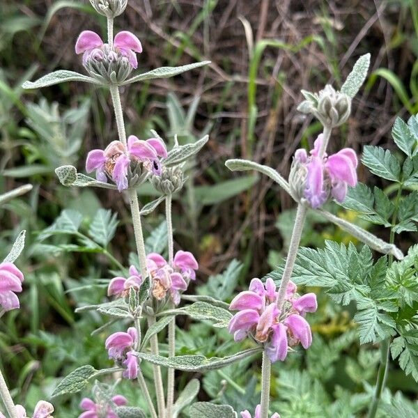 Phlomis purpurea موطن