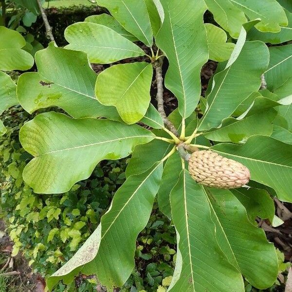 Magnolia officinalis Lapas