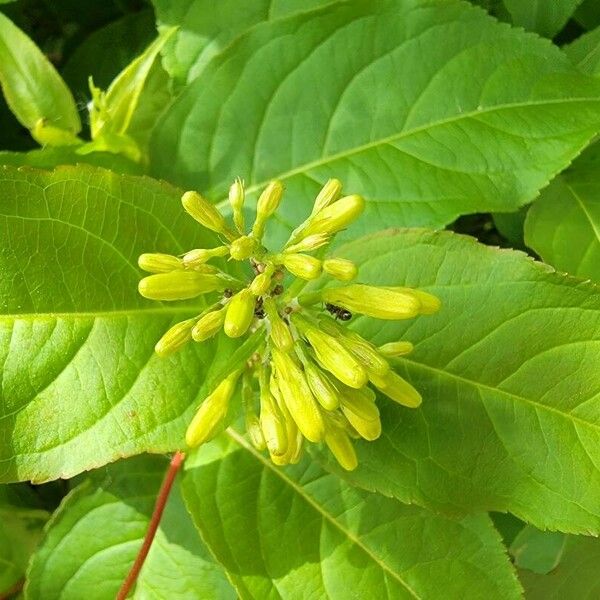 Diervilla lonicera Flower