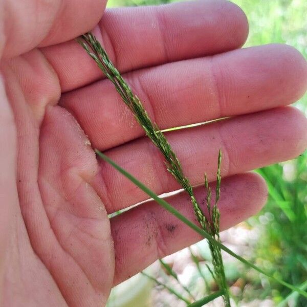 Poa nemoralis Flors