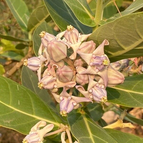 Calotropis gigantea Fiore