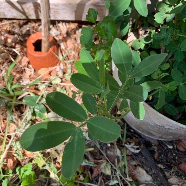 Arachis hypogaea Leaf