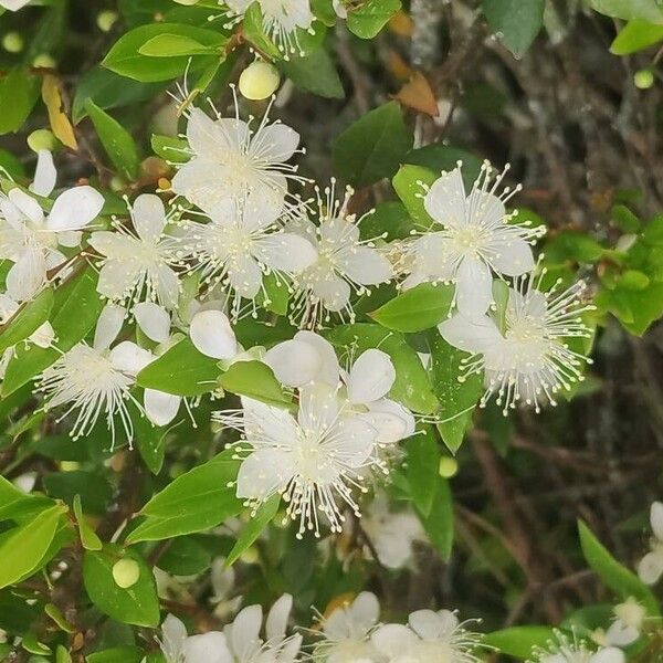 Myrtus communis Blüte