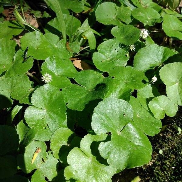 Hydrocotyle leucocephala 葉