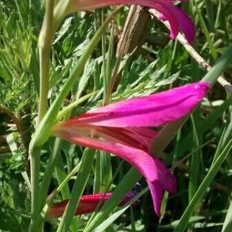 Gladiolus italicus പുഷ്പം