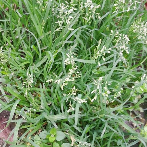 Poa annua موطن