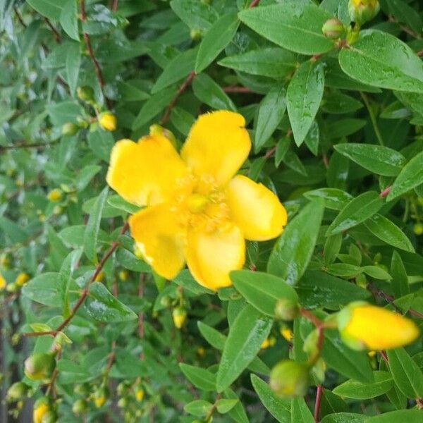 Hypericum patulum Flower