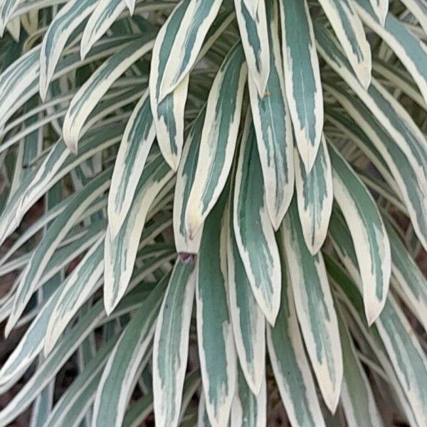 Euphorbia characias Feuille