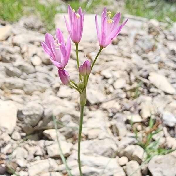 Allium longisepalum Blomma