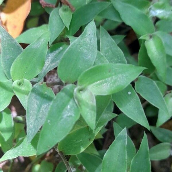 Callisia serrulata Blad