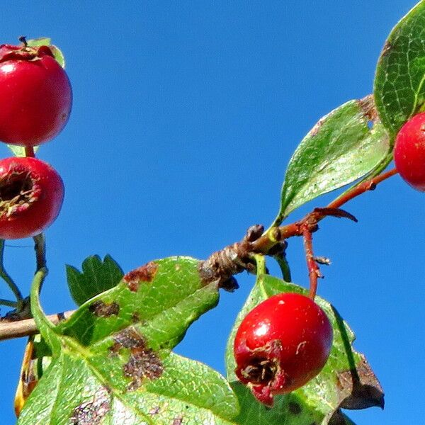 Crataegus monogyna Frukt