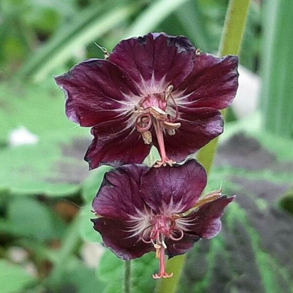 Geranium phaeum फूल