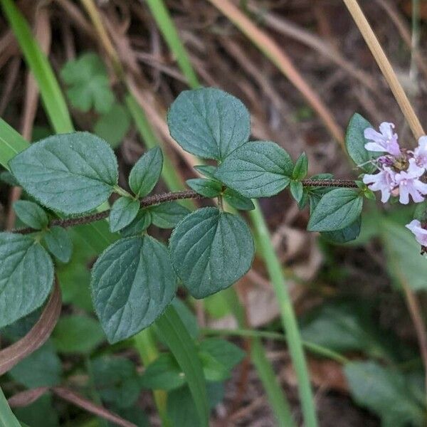 Origanum vulgare Habit