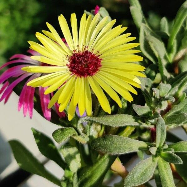 Cleretum bellidiforme Flor