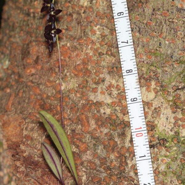 Bulbophyllum boiteaui Habitus