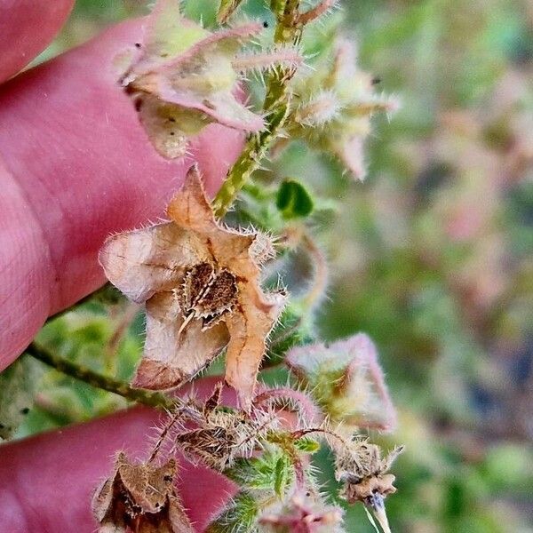 Trichodesma africanum Fruit