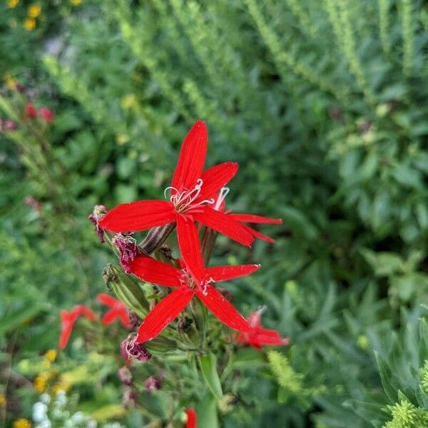 Silene virginica ফুল