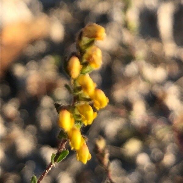 Odontites viscosus Flower