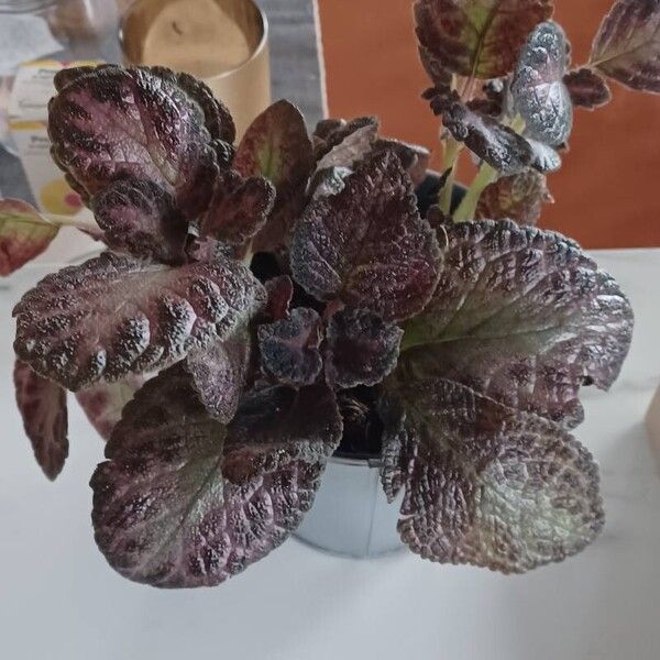 Episcia cupreata Leht