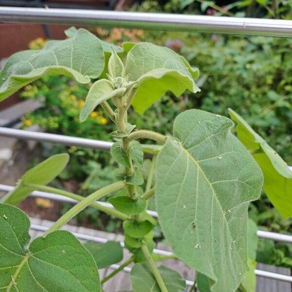 Solanum abutiloides Leaf