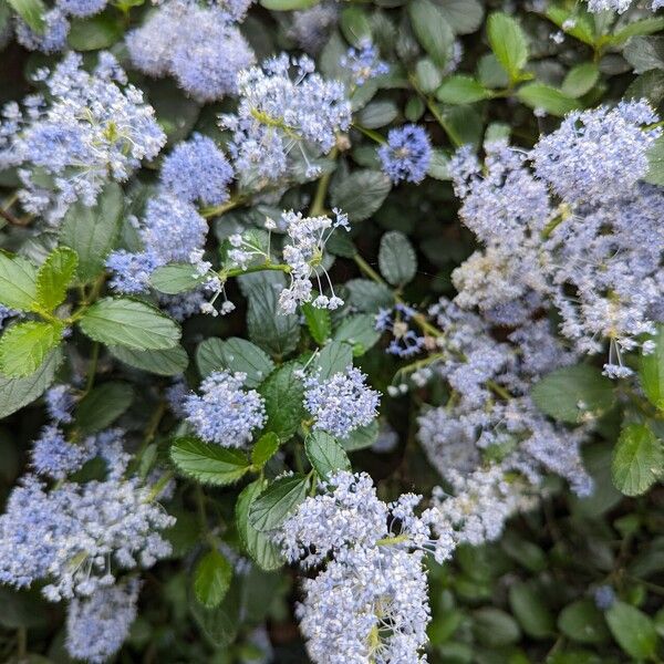 Ceanothus thyrsiflorus Flors