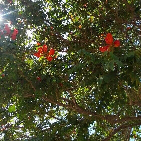 Spathodea campanulata Flower