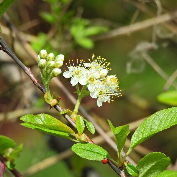 Prunus rivularis Λουλούδι