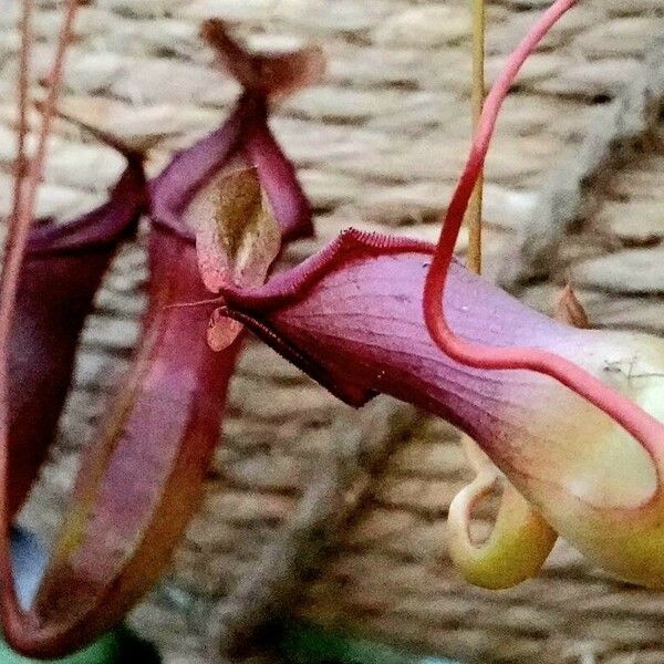 Nepenthes alata Sonstige