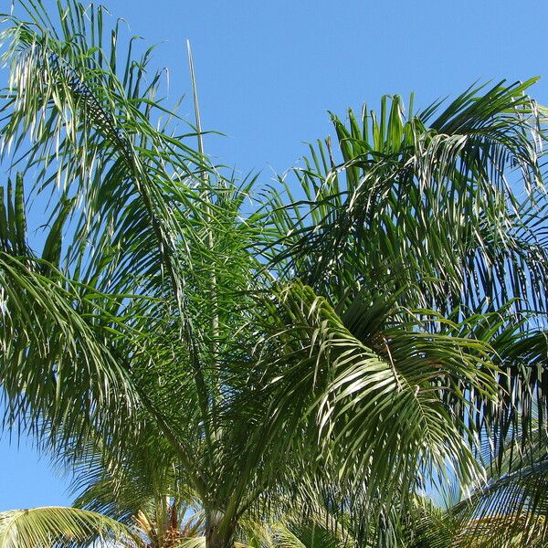 Roystonea borinquena Leaf