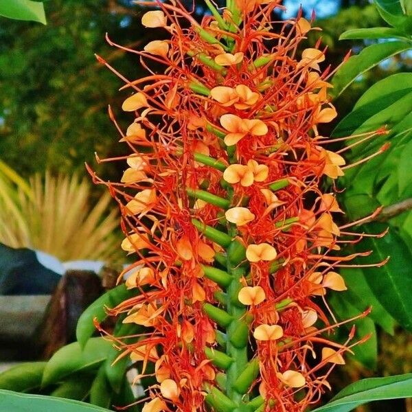 Hedychium coccineum Flower