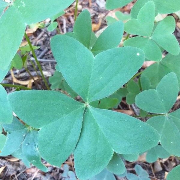 Oxalis latifolia 葉