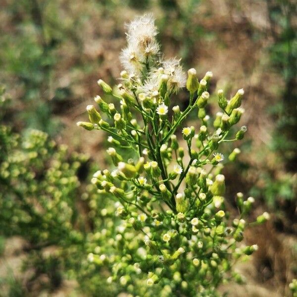 Conyza canadensis Blüte