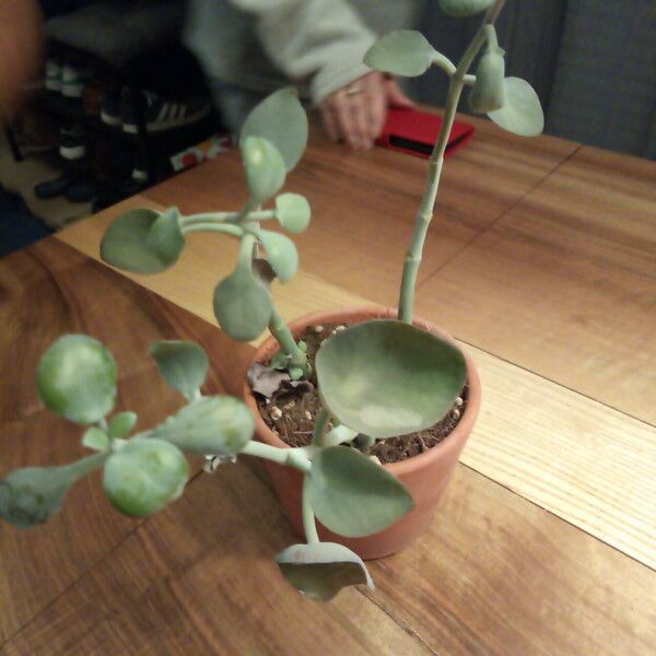 Cotyledon orbiculata Blad