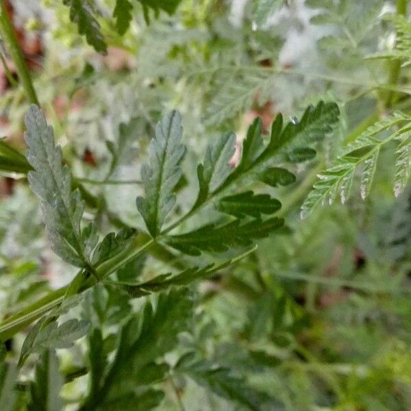 Conium maculatum Leaf