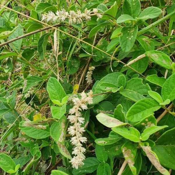 Sericocomopsis hildebrandtii Blad