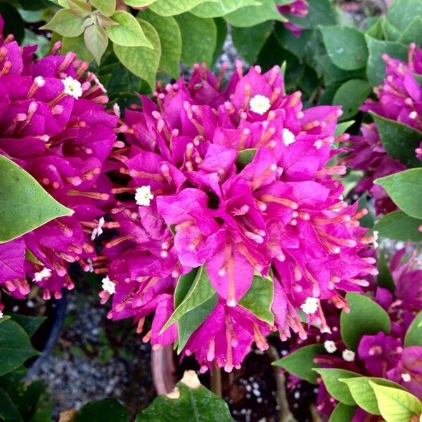 Bougainvillea spectabilis പുഷ്പം